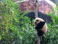 六日游 二进峨眉山+乐山大佛+九寨沟+黄龙+都江堰+青城山+熊猫基地+三星堆或东郊记忆+张公桥+夜游锦里连线双动 JD6A【超享双动夕游记】爸妈轻松游四川