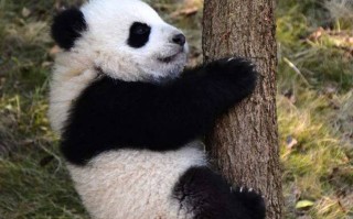 大兴区更美十大旅游景区，更后一个连本地人都不知道！