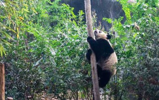2024清明节十大旅游景区 跟着我的脚步走，别去人挤人！