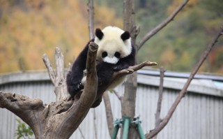 一票打卡雪山与萌熊！四姑娘山（双桥沟）、卧龙中华大熊猫苑联票优惠正式推出