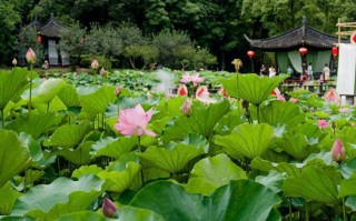 傈僳梯田简介，傈僳梯田旅游攻略