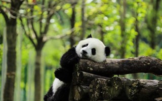 重庆十大5A级旅游景区有哪些